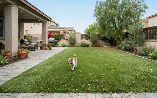 Residential artificial turf landscape exposed to pets trees sunlight and outdoor use in Southern California